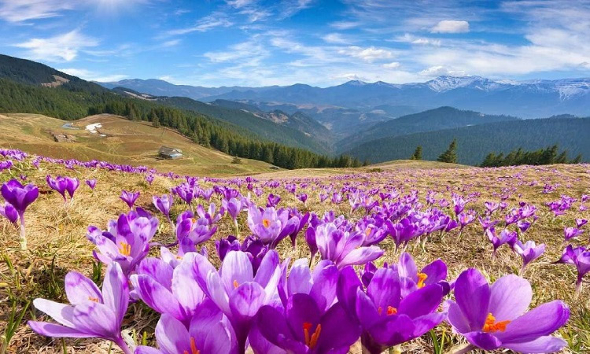 Spring holidays in the Carpathians