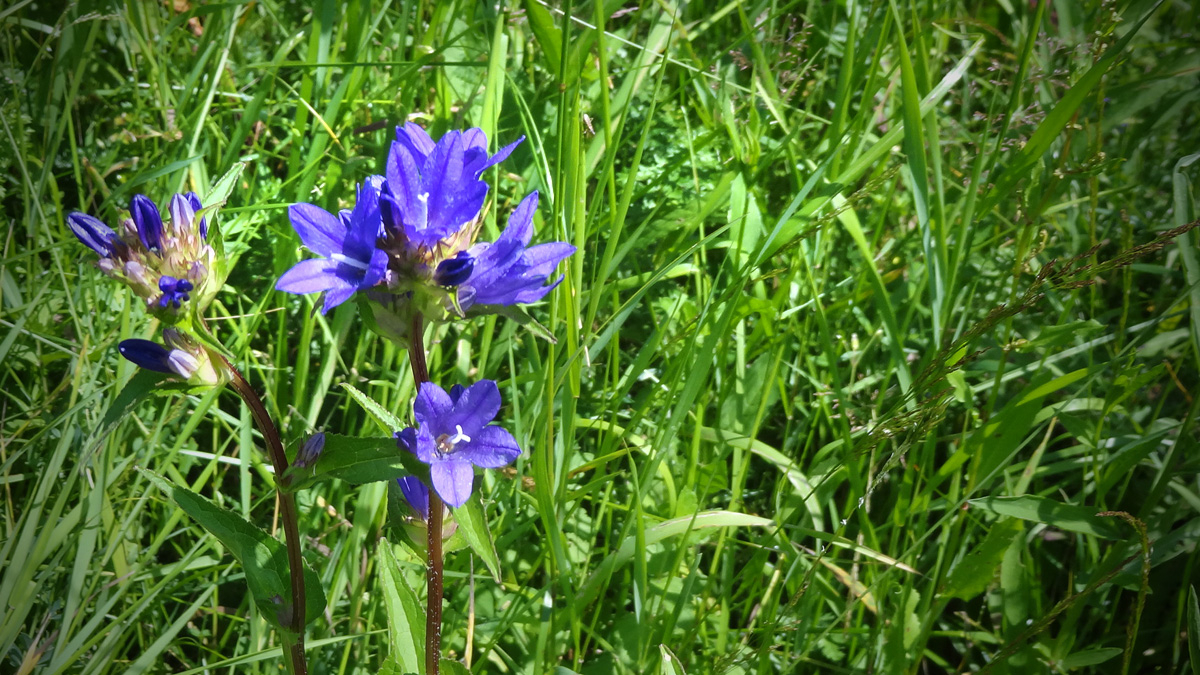 Trinity. Green holidays in the Carpathians.