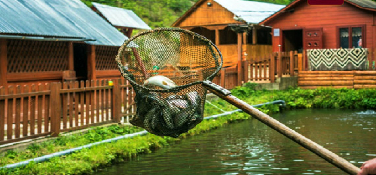 Trout farming